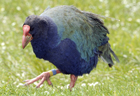 Takahe 103036.jpg